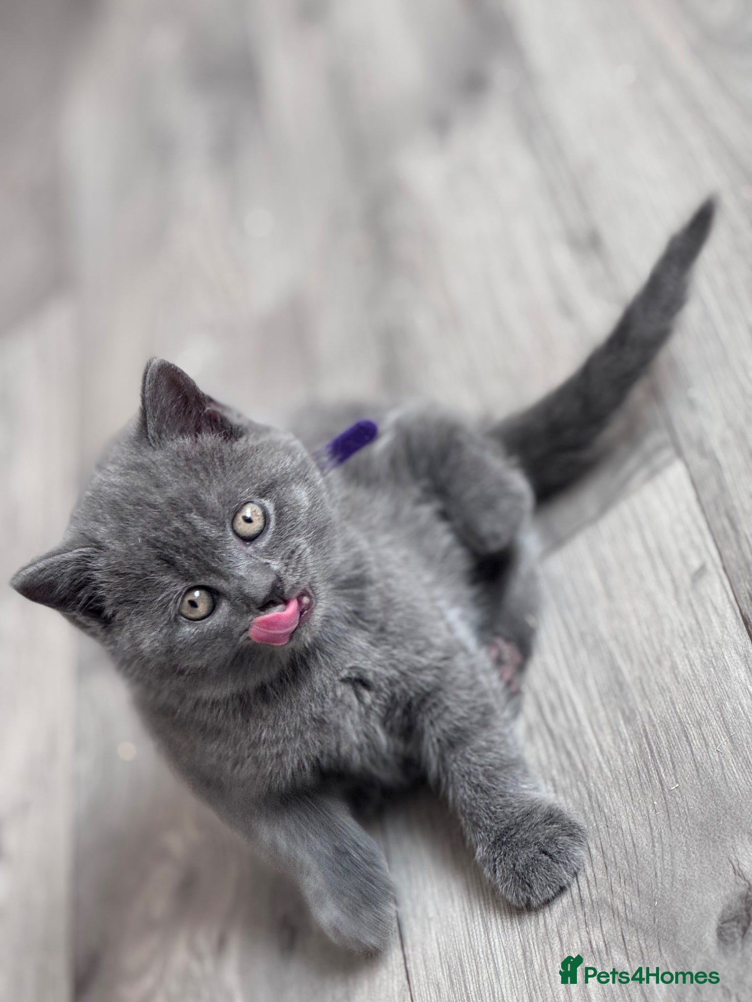 British Shorthair cats Pure British Shorthair Kittens - Advert 2