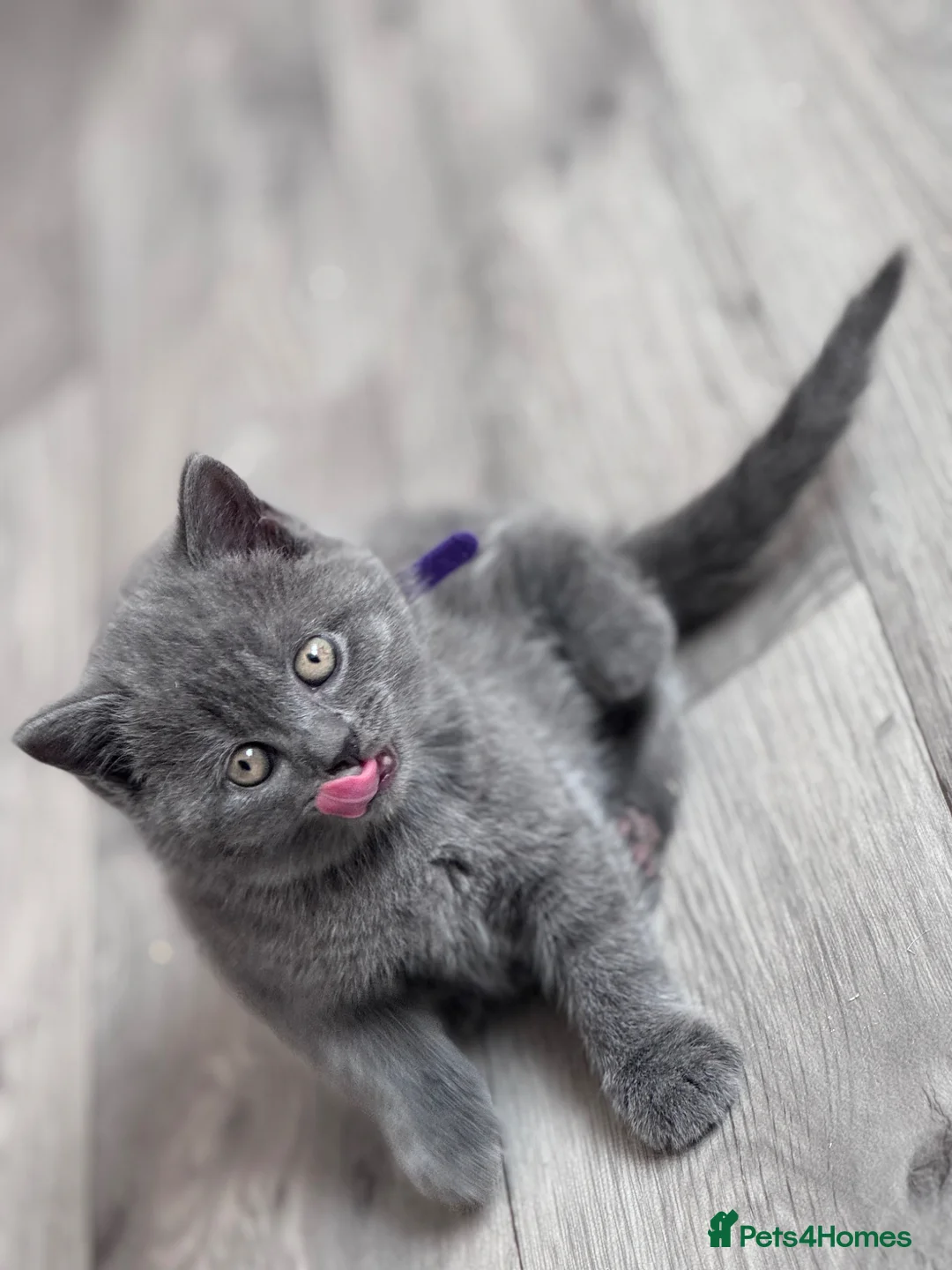British Shorthair cats for sale: Pure British Shorthair Kittens - Advert 2