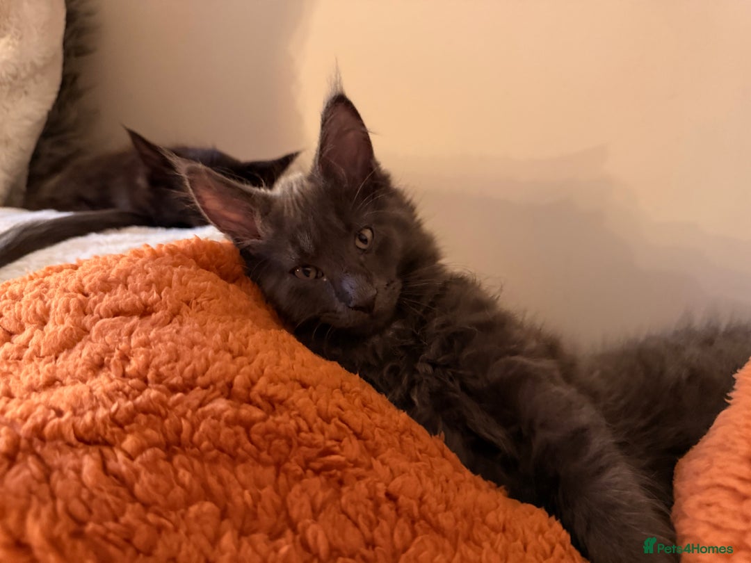Maine Coon cats for sale: 6 remaining kittens - Advert 7