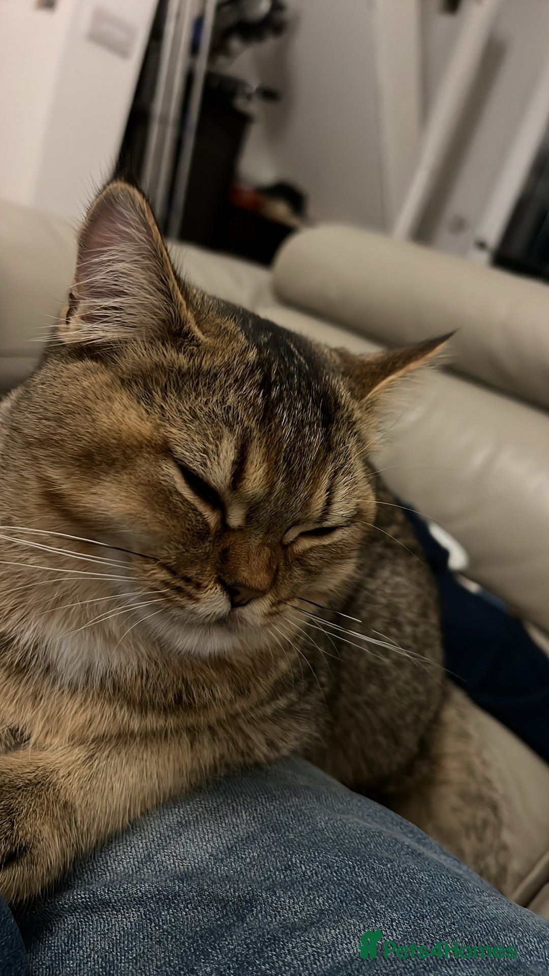 British Shorthair cats for sale: British shorthair - Image 2