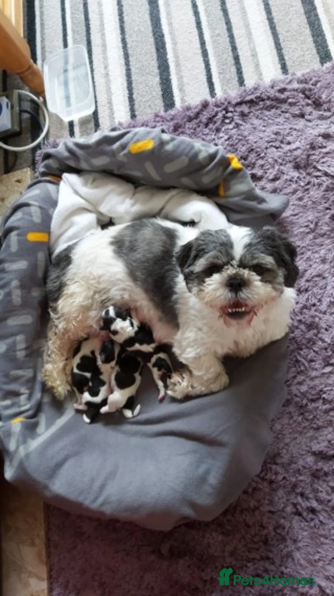 Shih Tzu dogs for stud: KC HARROPINE LUSTY DUSTY FOR STUD ONLY in Bridgend - Advert 36