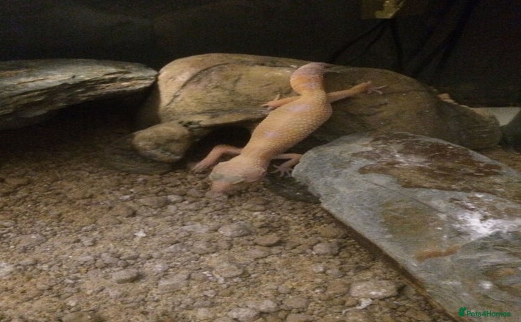 Gecko reptiles - Advert 1