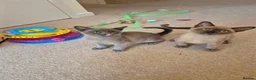 Burmese cats for sale: Stunning Pedigree Burmese Kittens - Advert 16