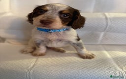 Cocker Spaniel dogs for sale: 4 cocker spaniel pups for sale  - Image 6