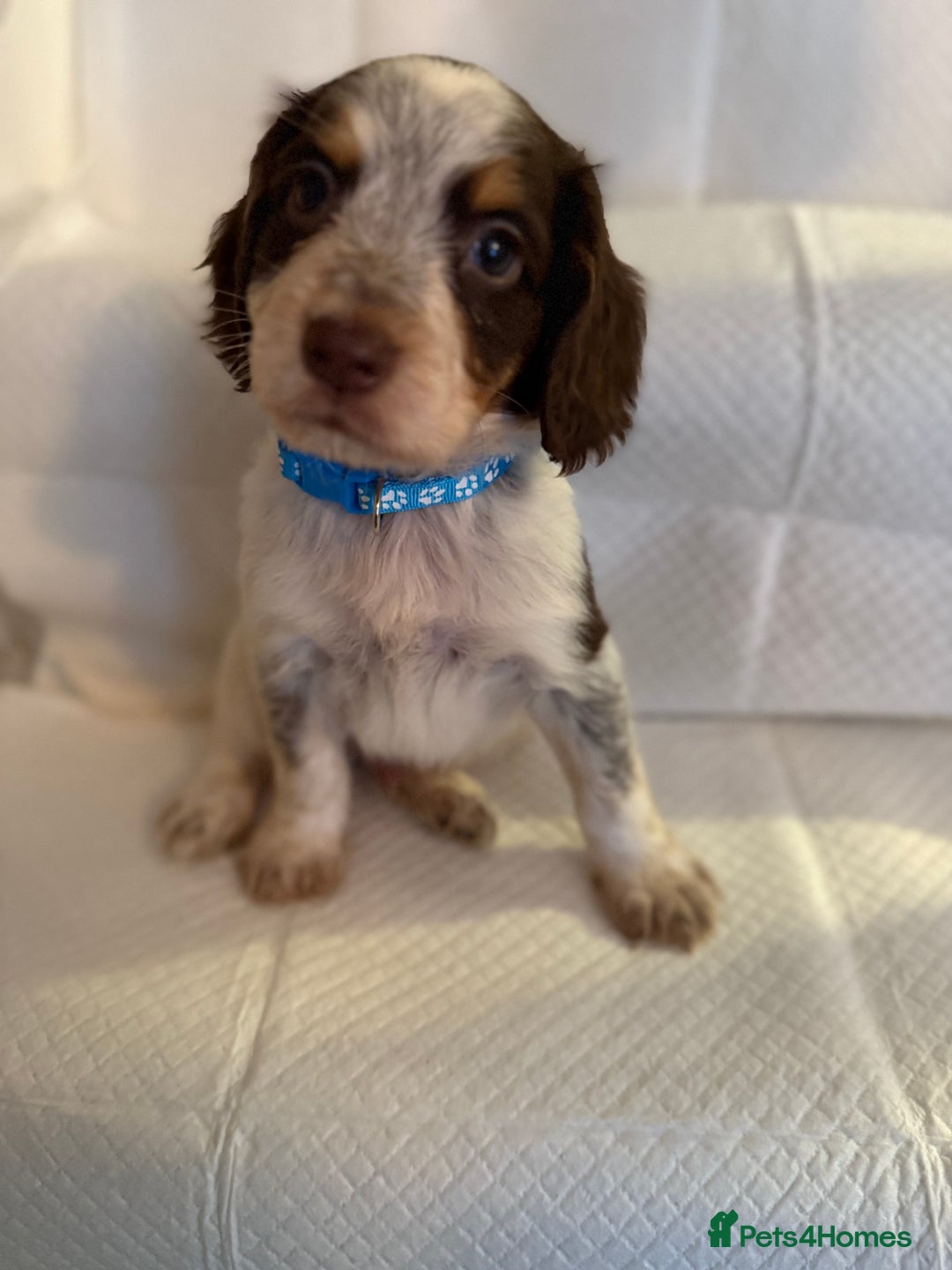 Cocker Spaniel dogs for sale: 4 cocker spaniel pups for sale  - Image 6
