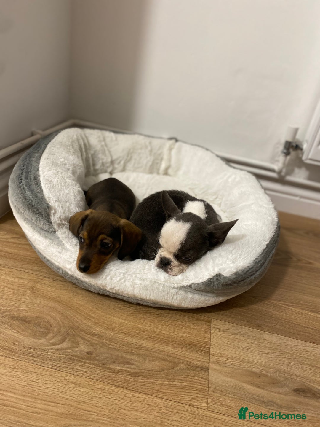 French Bulldog dogs for sale: French Bulldog (Blu) - Image 2