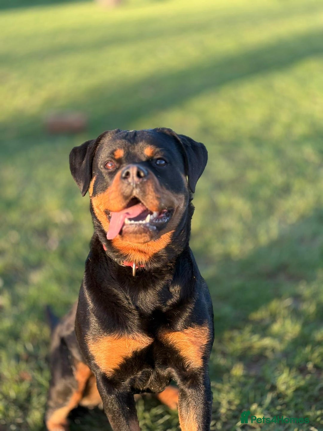 Rottweiler dogs for sale: Trained 20 month female champ pedigree Rottweiler  - Advert 2