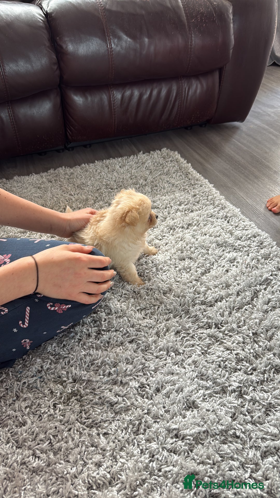 Pomeranian dogs for sale: Miss Mimi - Image 3