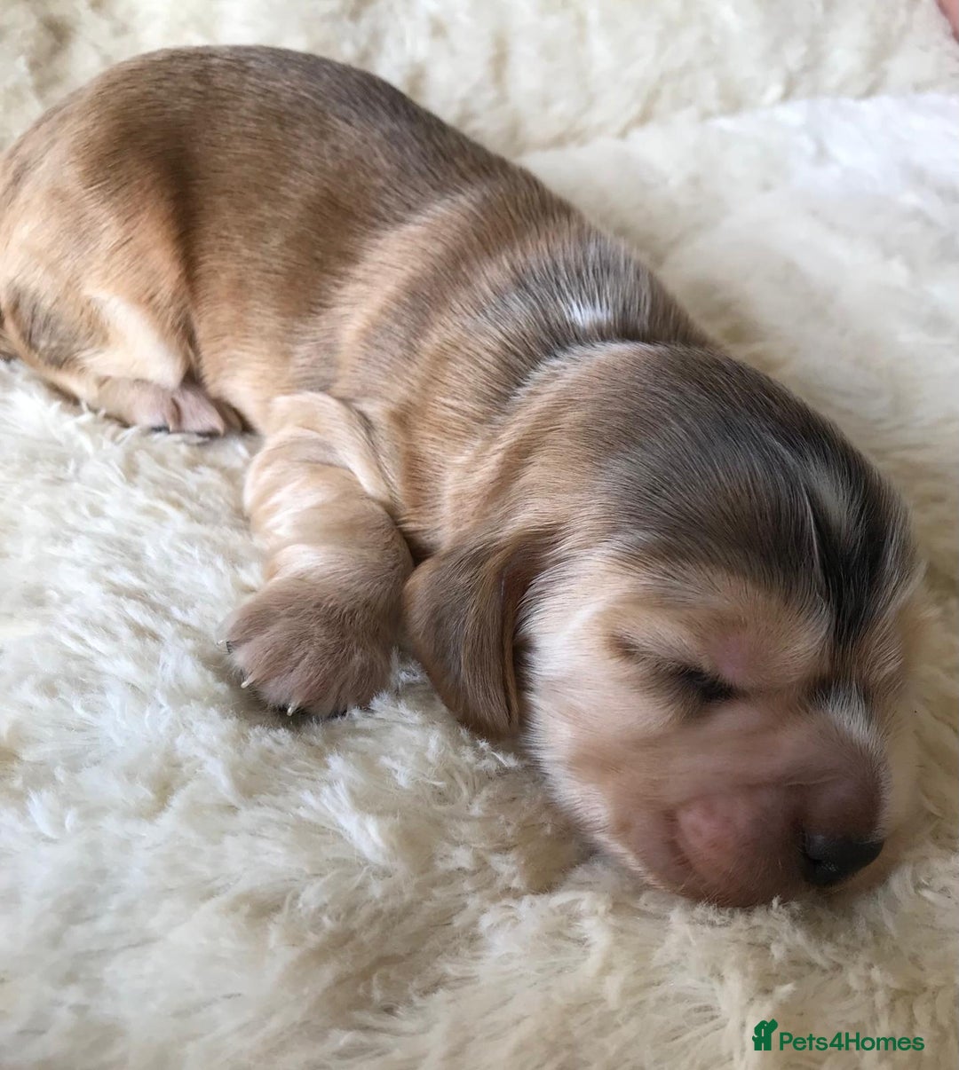 Cocker Spaniel dogs for sale: Show Type Health Tested, KC Reg puppies  - Image 9