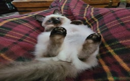 Ragdoll cats for sale: Neutered Adult Seal Point Ragdoll GCCF - Image 5