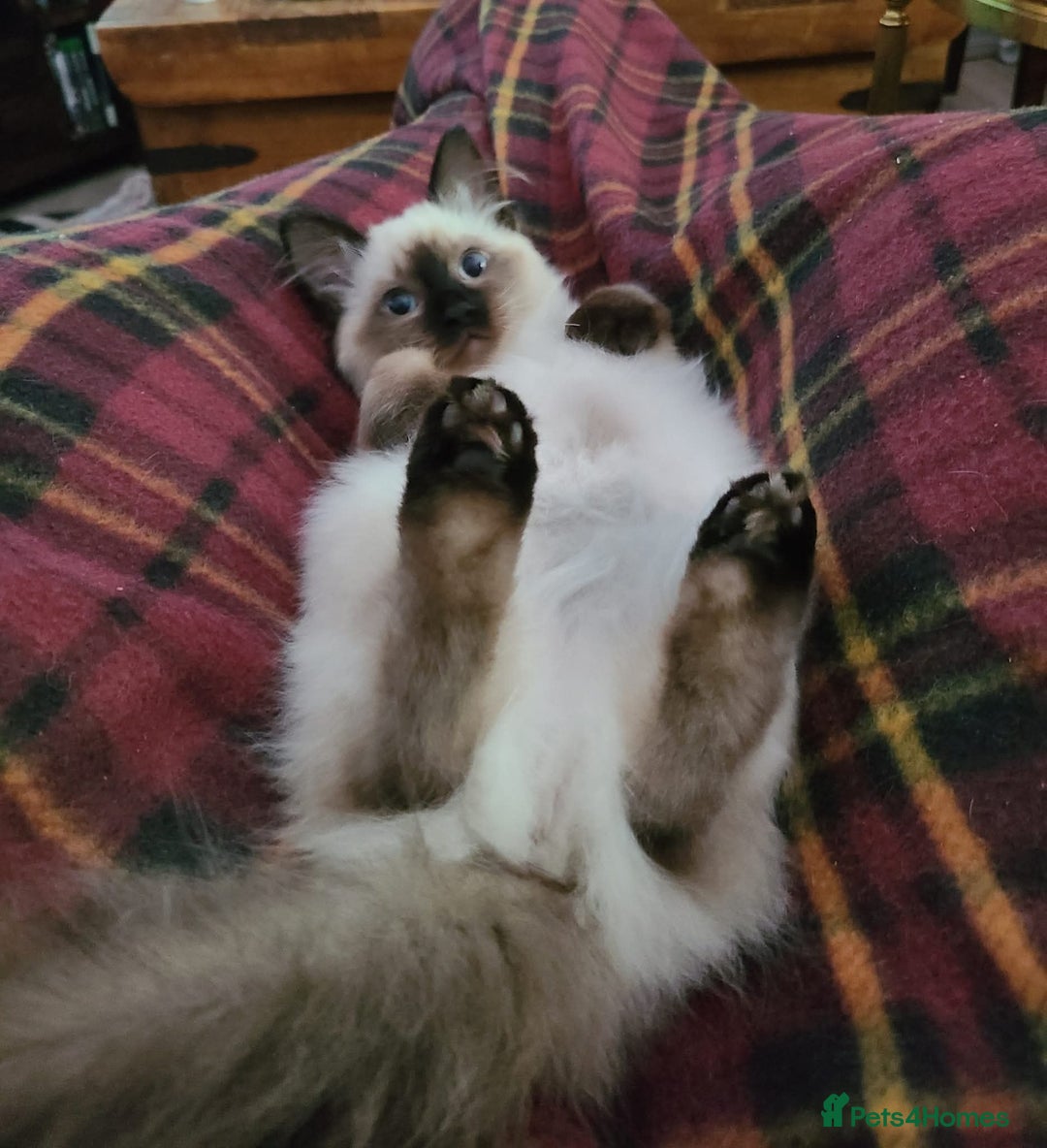 Ragdoll cats for sale: Neutered Adult Seal Point Ragdoll GCCF - Image 5