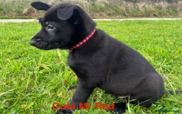 German Shepherd dogs for sale: Working Line German Shepherd Puppies - Cornwall - Image 8
