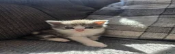 British Longhair cats for sale: Beautiful British long haired kittens - Advert 26