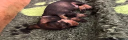 Dachshund dogs for sale: Wirehaired Dachshund’s FOR SALE  in Droitwich - Advert 9
