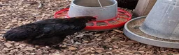 Chickens poultry for sale: Barnevelder chickens  - Advert 10