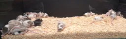 Mouse rodents for sale: Baby Fancy Female Mice - Advert 9