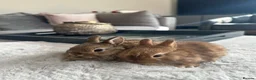 Netherland Dwarf rabbits for sale: Baby bunnies pure Netherlands Dwarf - Advert 10