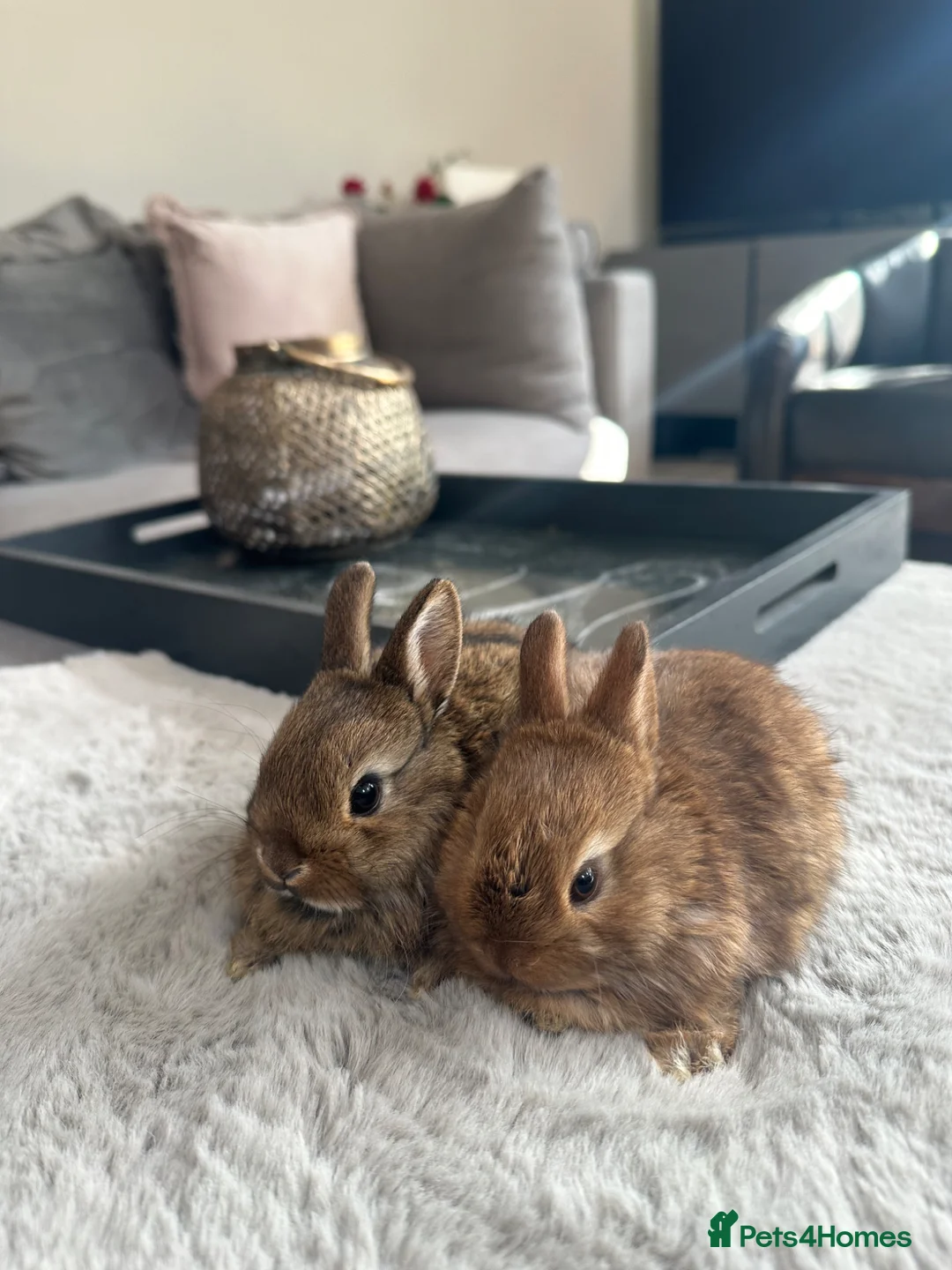 Netherland Dwarf rabbits for sale: Baby bunnies pure Netherlands Dwarf - Advert 10