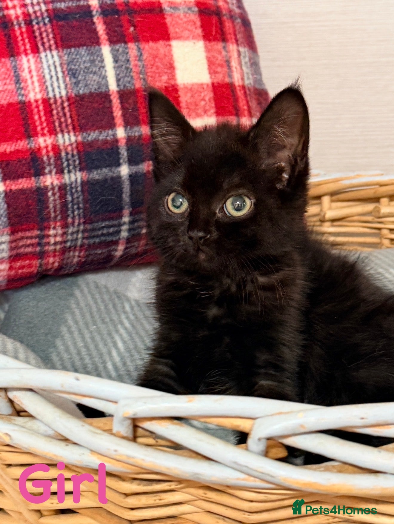 Mixed Breed cats 🐾❤️ Ragdoll X Shorthair Kittens ❤️🐾 - Advert 1