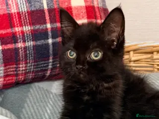 Mixed Breed cats for sale: 🐾❤️ Ragdoll X Shorthair Kittens ❤️🐾 - Advert 1