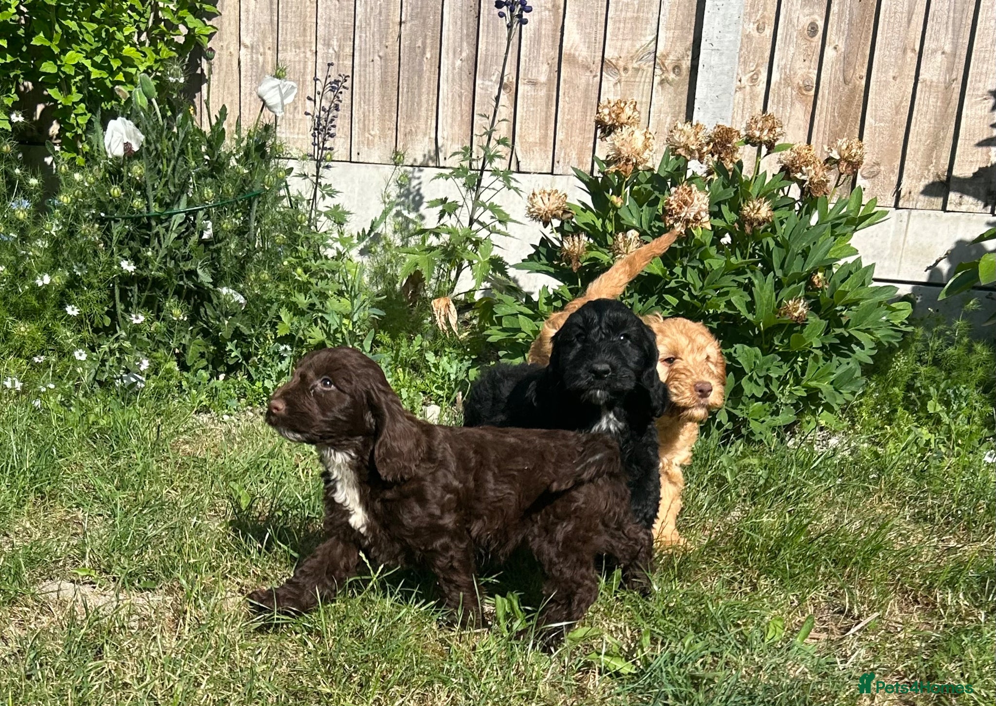 Cockapoo dogs Gorgeous Cockapoo Boys  - Advert 1