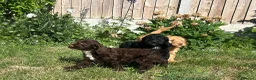 Cockapoo dogs for sale: Gorgeous Cockapoo Boys  - Advert 7