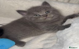 Mixed Breed cats for sale: Bsh x maincoon kittens - Advert 8