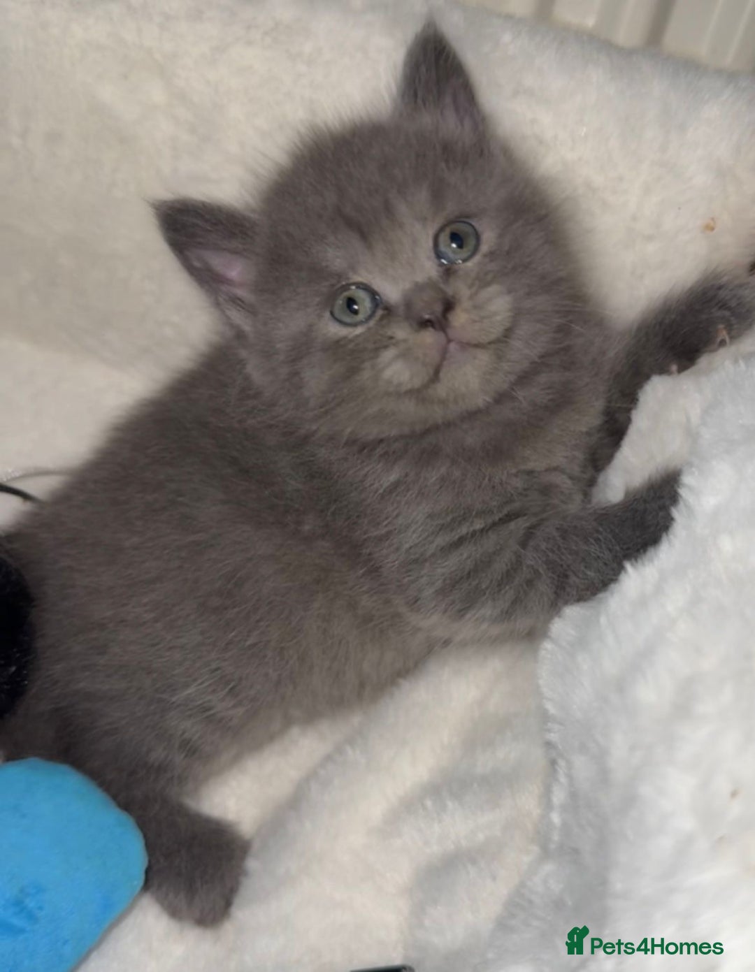 Mixed Breed cats for sale: Bsh x maincoon kittens - Advert 8