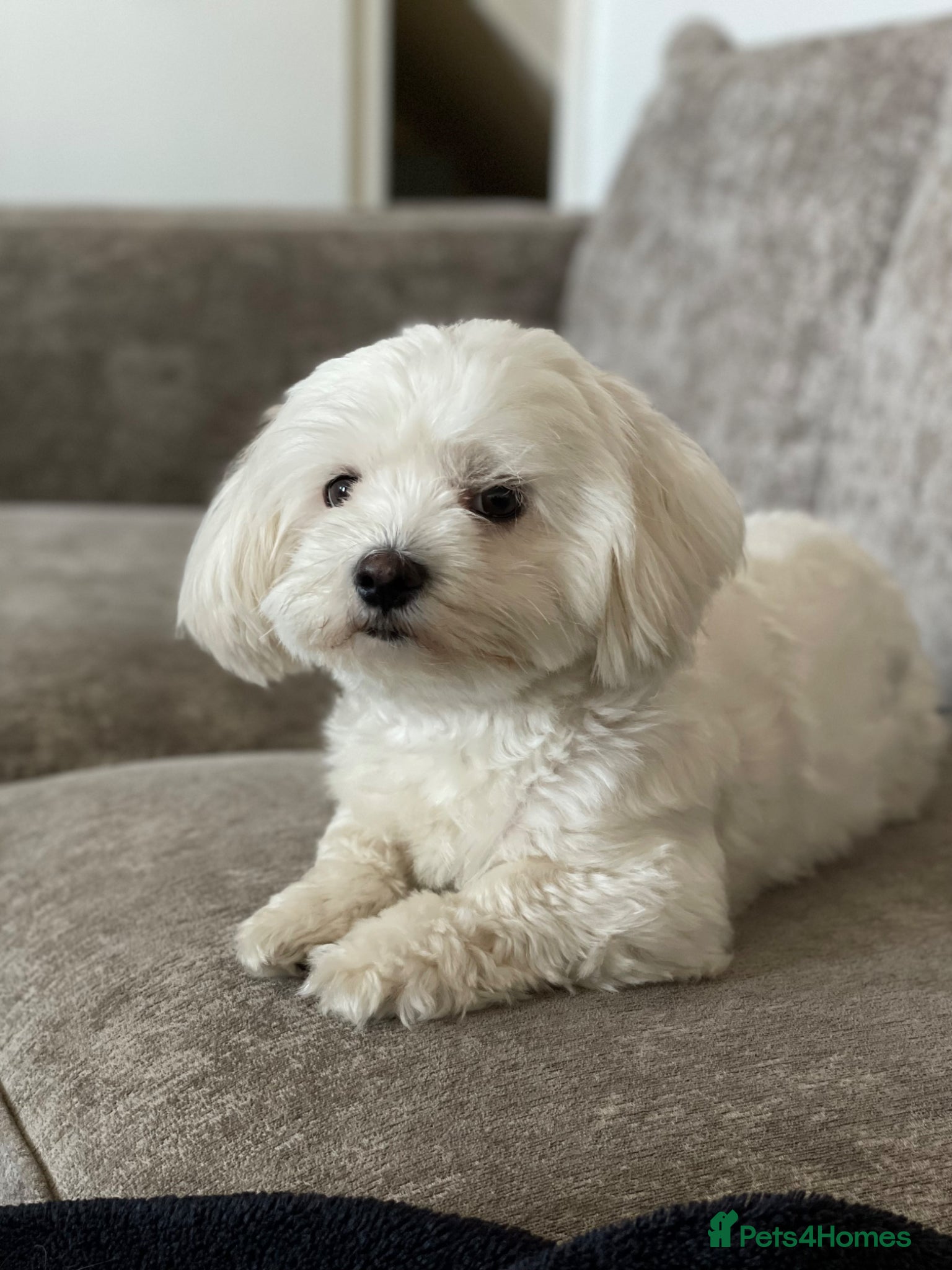 Mixed Breed dogs Bichon Maltese puppies - Advert 1