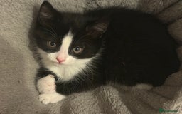 Mixed Breed cats for sale: 3 mixed kittens 😸😸😸 - Image 7
