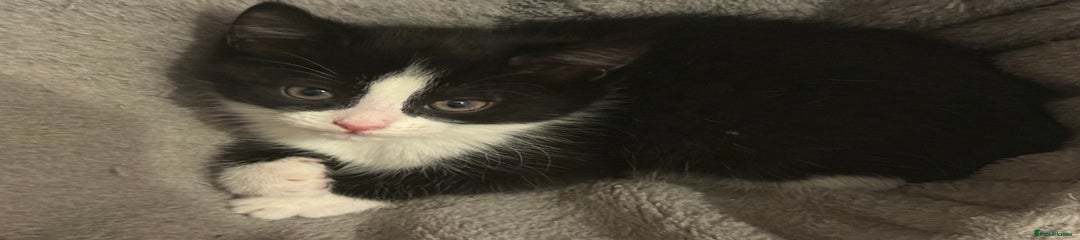 Mixed Breed Kitten 2