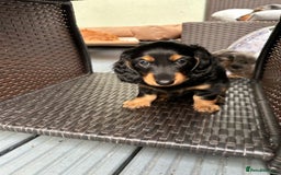 Dachshund dogs for sale: KC Registered Quality Mini Dachshunds long hair  - Image 14