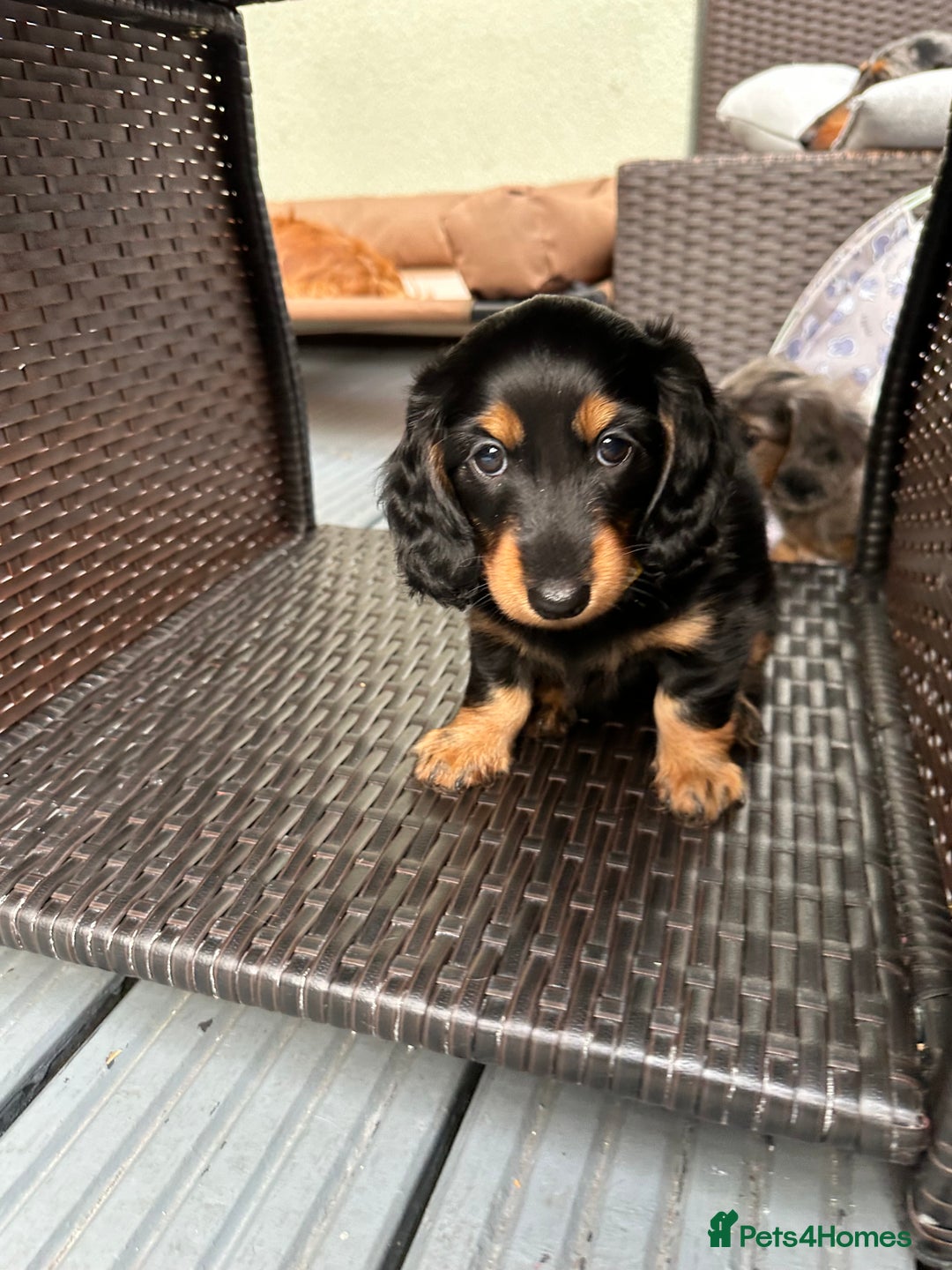 Dachshund dogs for sale: KC Registered Quality Mini Dachshunds long hair  - Image 14
