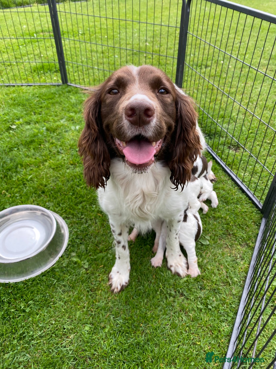 English Springer Spaniel dogs for sale: KC reg chunky springer - Image 5