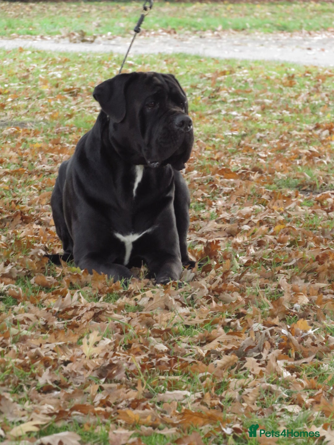 Cane Corso dogs for stud: Thor health tested proven Cane Corso for stud !!! in Cleethorpes - Advert 21