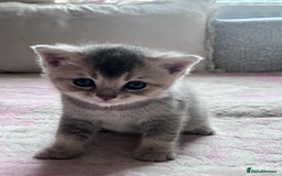 British Shorthair cats for sale: Scottish Straight/British Shorthair - Image 9
