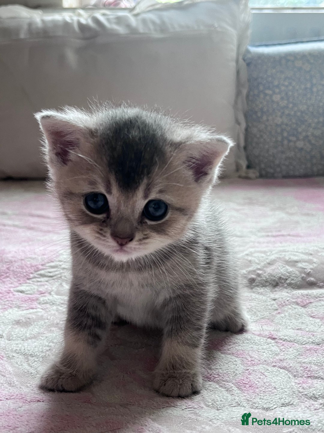 British Shorthair cats for sale: Scottish Straight/British Shorthair - Image 9