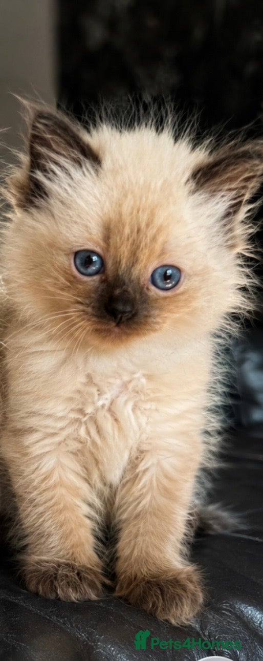 Ragdoll cats Ragdoll kitten  girls ragdoll cat  - Advert 13
