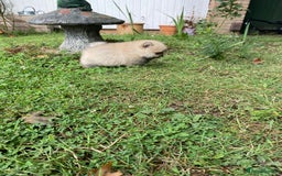 Pomeranian dogs for sale: Pomeranian  - Image 3