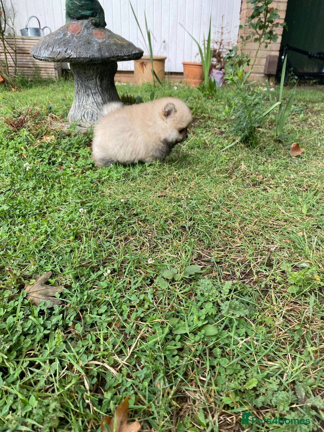 Pomeranian dogs for sale: Pomeranian  - Image 3