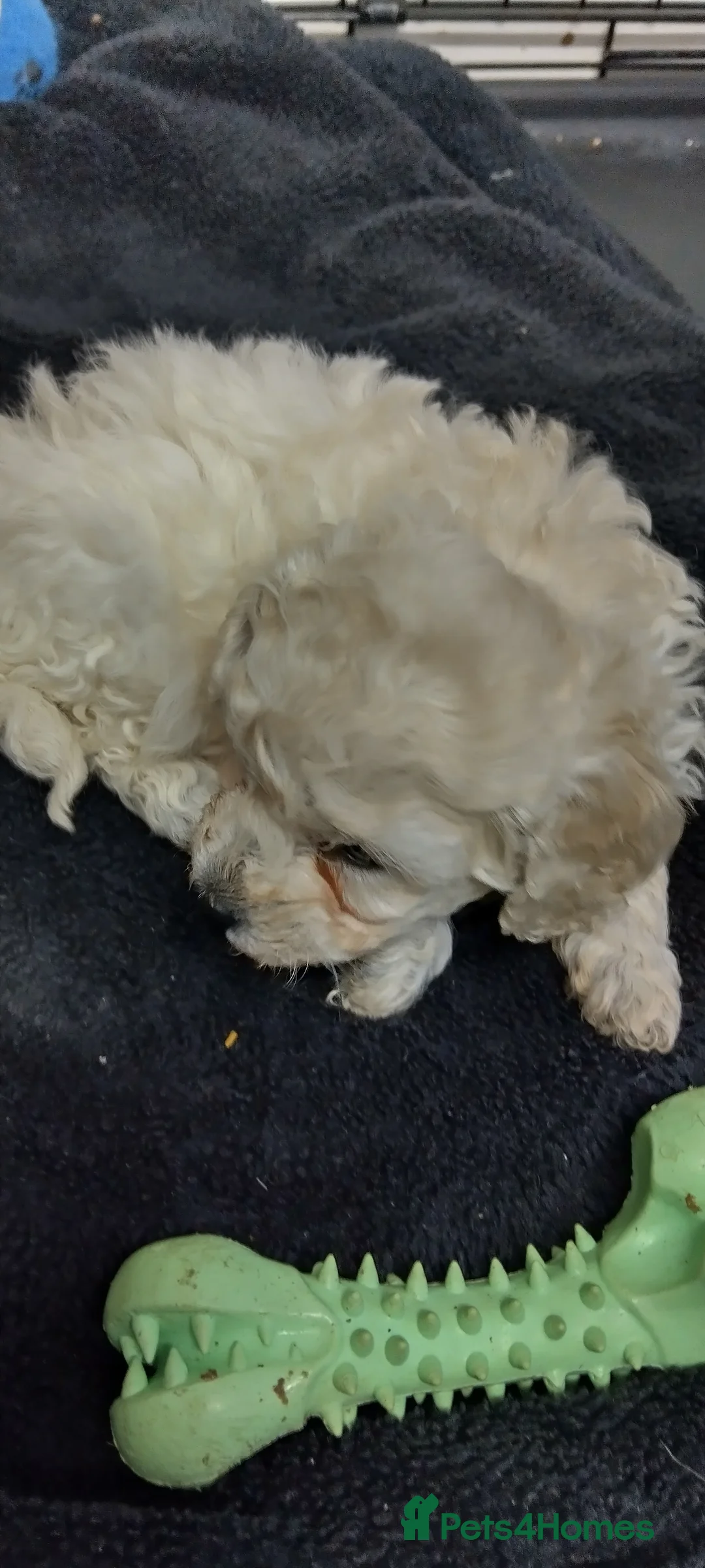 Miniature Poodle dogs for sale: Beautiful miniature poodles  - Advert 1