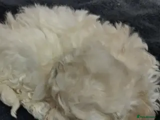 Miniature Poodle dogs Beautiful miniature poodles - Advert 2