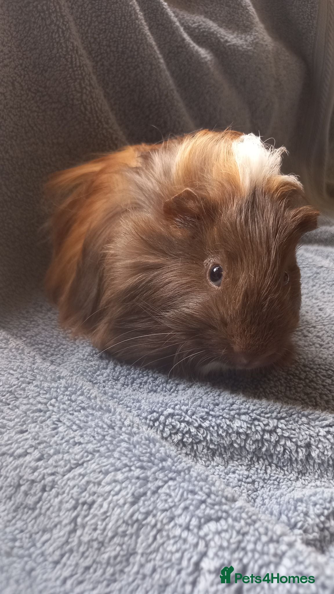 Guinea Pig rodents Male Guinea Pig for Sale - Advert 2