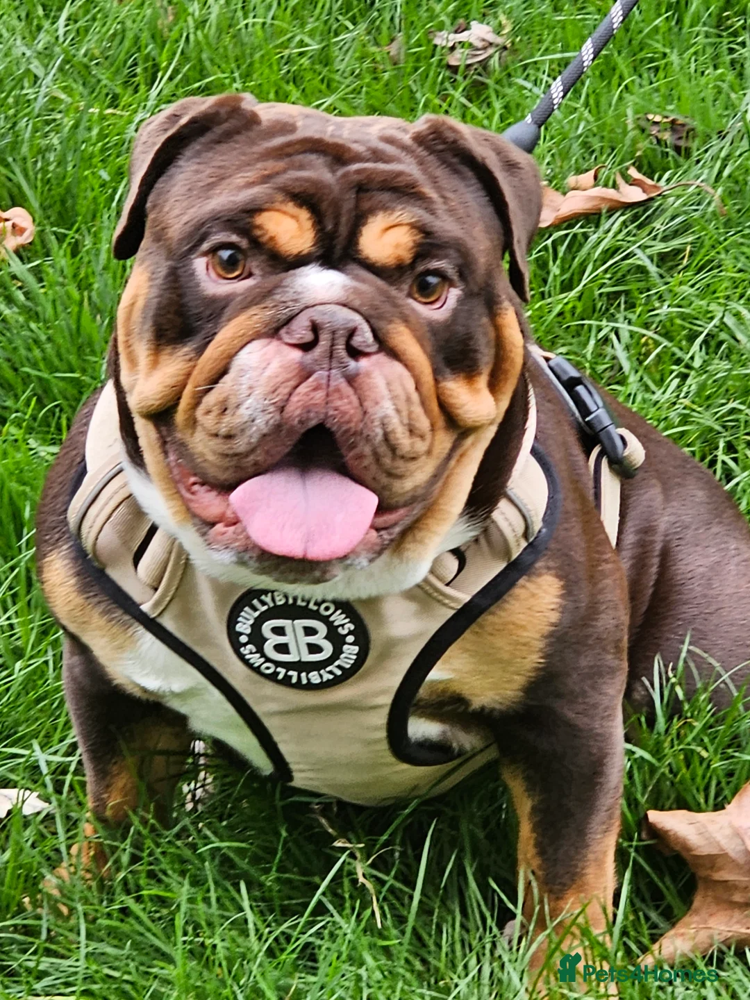 English Bulldog dogs for stud: KC BRITISH BULLDOG FOR STUD  in Basildon - Advert 5
