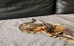 Bengal cats for sale: Bengal kittens  - Image 8
