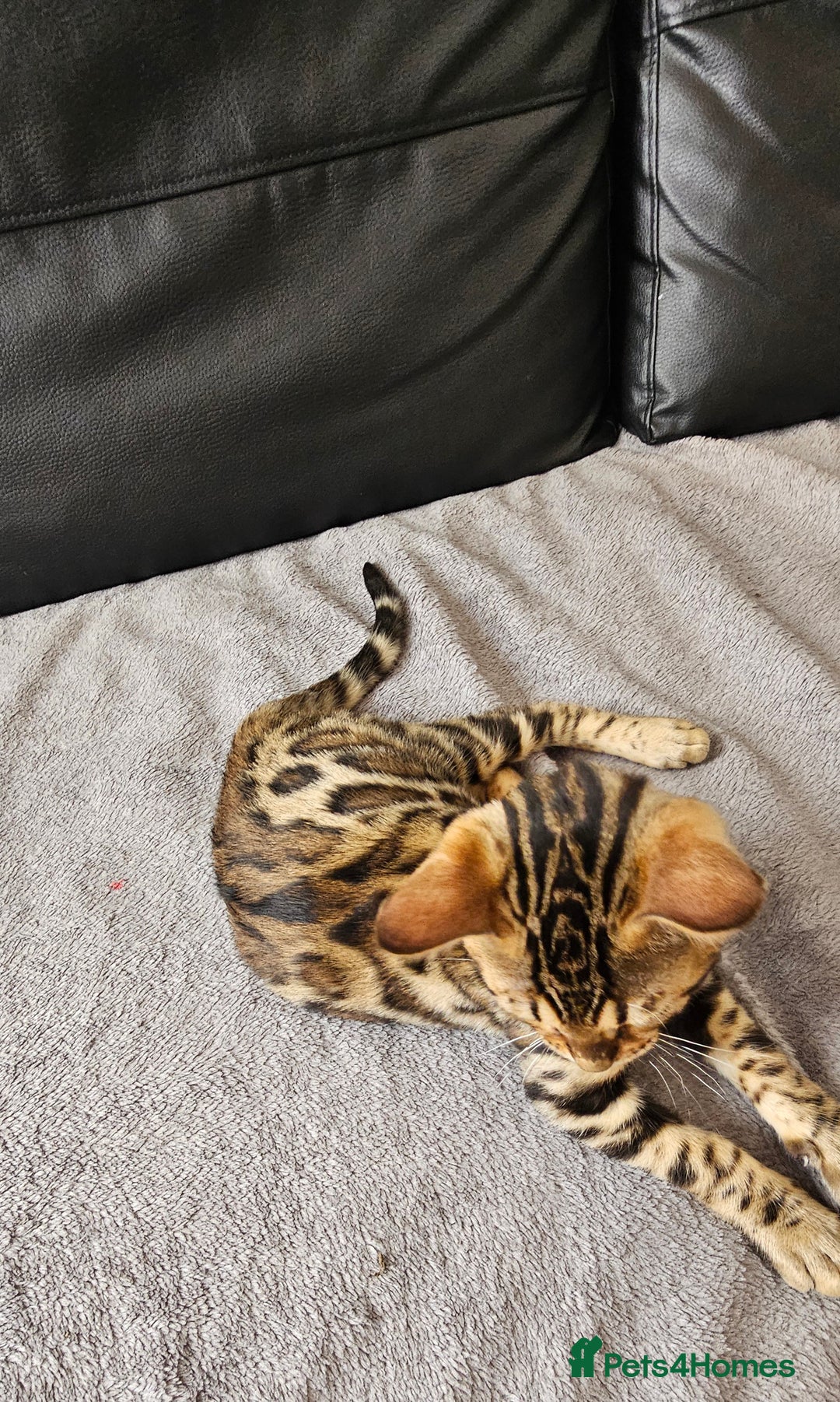 Bengal cats for sale: Bengal kittens  - Image 8
