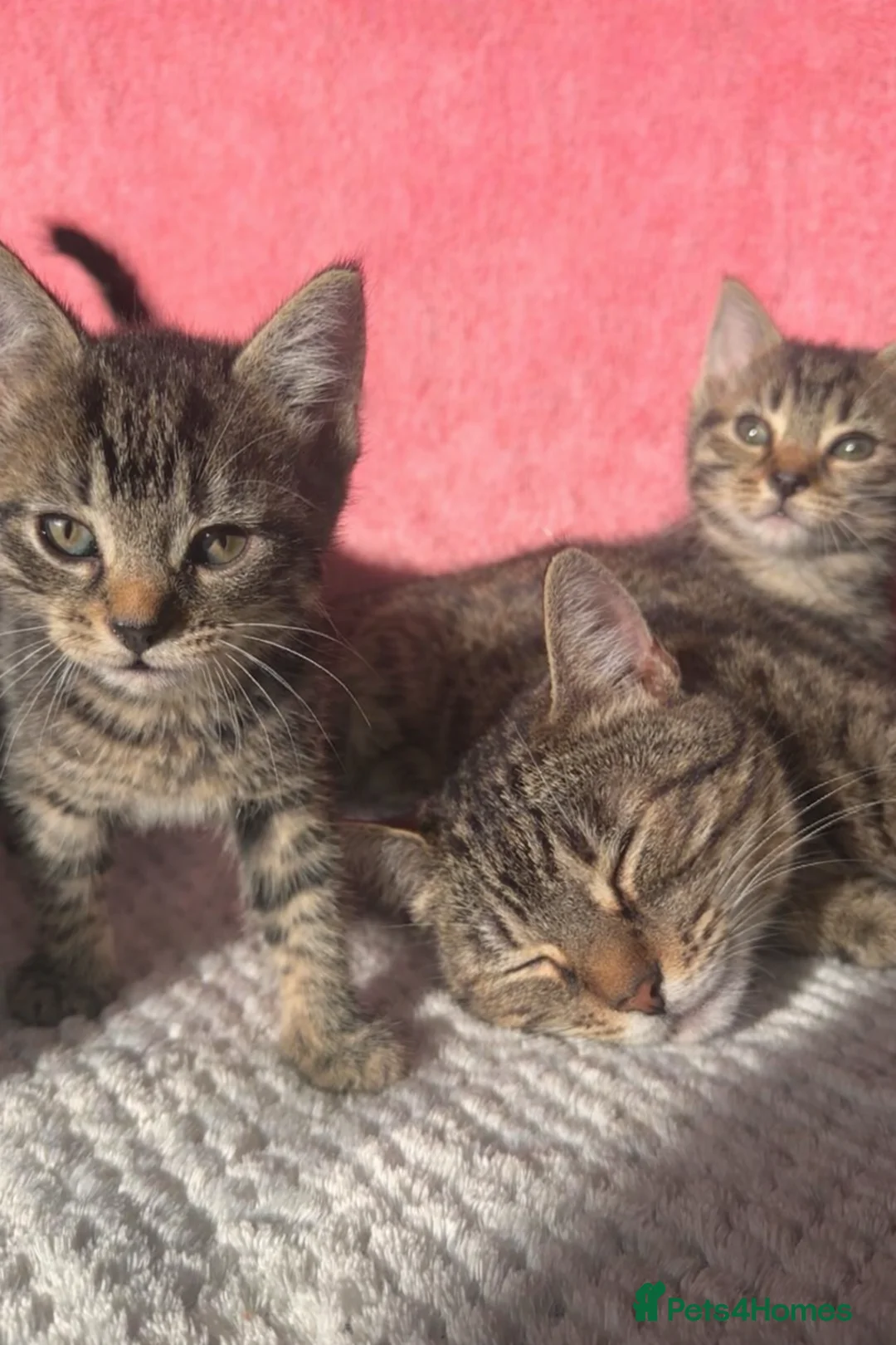 Mixed Breed cats for sale: 4 Tabby Female kittens available  - Advert 10