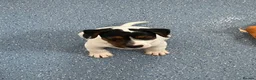Mixed Breed dogs for sale: 3 male pups  in Pembroke - Advert 4