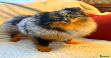 Pomeranian dogs - Advert 11