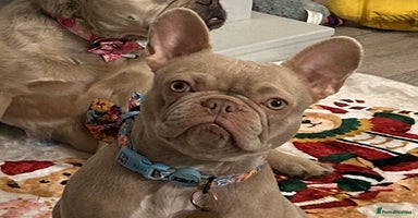 French Bulldog dogs - Advert 10